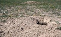 Selective focus on earthen tunnel entrance of a prairie dog hole Royalty Free Stock Photo