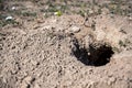 Selective focus on earthen tunnel entrance of a prairie dog hole Royalty Free Stock Photo