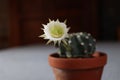 Selective focus on echinopsis white flawer Royalty Free Stock Photo