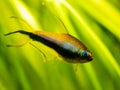 Selective focus of Emperor tetra Nematobrycon palmeri isolated in tank fish with blurred background - macro close up Royalty Free Stock Photo