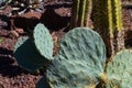 Selective focus of engelmans cactus plant growing in a desert ground Royalty Free Stock Photo