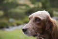 Selective focus of an English cocker spaniel surrounded by greenery under the sunlight at daytime Royalty Free Stock Photo