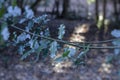 Selective focus of English holly plant growing in a forest