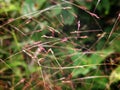 Selective Focus of Eragrostis Spectabilis Grass During the Day for background use Royalty Free Stock Photo