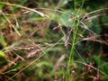 Selective Focus of Eragrostis Spectabilis Grass During the Day for background use Royalty Free Stock Photo