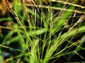 Selective Focus of Eragrostis Spectabilis Grass During the Day for background use Royalty Free Stock Photo