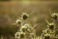 Eryngium campestre, known as field eryngo, or Watling Street thistle during the golden hour Royalty Free Stock Photo