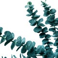 Selective focus of eucalyptus leaves with white color background.For decoration design.botanical plant collection