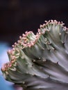 Selective focus of an euphorbia lactea cactus Royalty Free Stock Photo