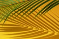 Selective focus of exotic coconut leaf with shadow on color background.Tropical and holiday summer concepts ideas.For create Royalty Free Stock Photo