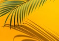 Selective focus of exotic coconut leaf with shadow on color background Royalty Free Stock Photo