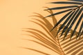 Selective focus of exotic coconut leaf with shadow on color background.Tropical and holiday summer concepts ideas.For create Royalty Free Stock Photo