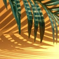 Selective focus of exotic coconut leaf with shadow on color background.Tropical and holiday summer concepts ideas Royalty Free Stock Photo