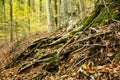 Focus on a beech root, among the fallen dry leaves and with the background of tree trunks, Monte Amiata, Tuscany, Italy Royalty Free Stock Photo