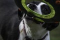 Dog having fun fetching frisbee Royalty Free Stock Photo