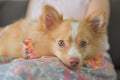 Selective focus at eyes A brown hair dog Lying on the owner`s lap, the woman rubbed it with her hands to lull him to sleep Royalty Free Stock Photo