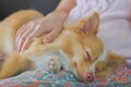 Selective focus at eyes A brown hair dog Lying on the owner`s lap, the woman rubbed it with her hands to lull him to sleep Royalty Free Stock Photo