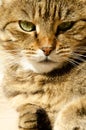Selective focus face of striped brown cat with copy space. Portrait of Tabby cat with green eyes lie in rays of sun. Concept of