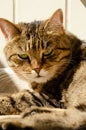 Selective focus face of striped brown cat with copy space. Portrait of Tabby cat with green eyes lie in rays of sun. Concept of