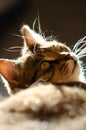 Selective focus face of striped brown cat with copy space. Portrait of Tabby cat with green eyes lie in rays of sun. Concept of