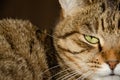 Selective focus face of striped brown cat with copy space. Portrait of Tabby cat with green eyes sitting in the apartment. Concept