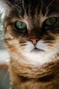 Selective focus face of striped brown cat. Portrait of Tabby cat with green eyes sitting in the apartment. Concept of pets