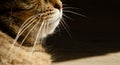 Selective focus face of striped brown cat. Portrait of Tabby cat with copy space. Concept of pets