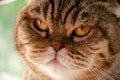 Selective focus face of striped brown Scottish fold with amber eyes. Portrait of Tabby cat with copy space. Concept of pets