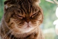 Selective focus face of striped brown Scottish fold with closed eyes. Portrait of Tabby cat with copy space. Concept of pets