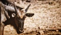 Selective focus the face of wilderbeest Royalty Free Stock Photo