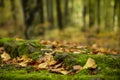 Selective focus on fallen dry leaves on a layer of green moss on a background of blurry tree trunks Royalty Free Stock Photo