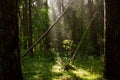Selective focus of falling trees in the forest flooded with sun rays, grass around Royalty Free Stock Photo