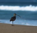 Selective focus of a Far Eastern curlew on the beach surrounded by the sea with a blurry background