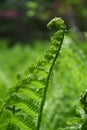 A single fern frond in a forest in selective focus Royalty Free Stock Photo