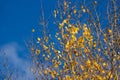 Selective focus on few yellow aspen leaves against blue sky, useful for backgrounds Royalty Free Stock Photo