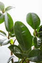 Selective focus ficus leaves on white