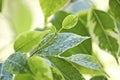 Selective focus. Ficus tree leaves in large drops of water. Weeping fig, benjamin fig Ficus benjamina. Close-up.