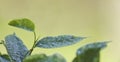 Selective focus. Ficus tree leaves in large drops of water. Weeping fig, benjamin fig Ficus benjamina. Close-up.