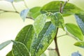 Selective focus. Ficus tree leaves in large drops of water. Weeping fig, benjamin fig Ficus benjamina. Close-up.