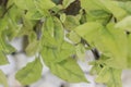 Selective focus of ficus variegata leaf ornamental plant in the garden.