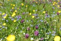 Selective focus of a field full of red clovers and blue and yellow violas - great for wallpapers
