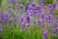 Selective focus field lavender flowers Royalty Free Stock Photo