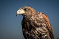 Selective focus of the fierce eagle with patterns isolated on a blue background