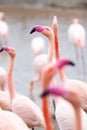 Selective focus of a flamingo surrounded by flamingos under the sunlight with a blurry background Royalty Free Stock Photo