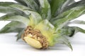 selective focus Flat lay pineapple root on white background Royalty Free Stock Photo