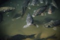 selective focus of flock of black carps