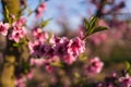 Selective focus on a flower of a cherry tree