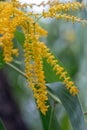 Selective focus flower of Earleaf acacia plant. Acacia auriculiformis Commonly known as Auri,earleaf acacia,earpod wattle,northe