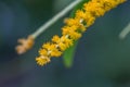 Selective focus flower of Earleaf acacia plant. Acacia auriculiformis Commonly known as Auri,earleaf acacia,earpod wattle,northe