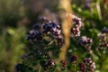 Selective focus of flowering oregano plants at a field